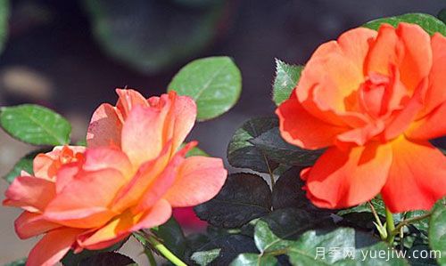 用什么方法能延长月季的开花期(图1)