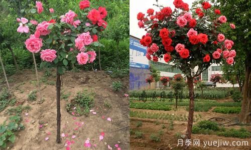 河南树状月季基地提醒，尽量别在网上购月季了(图1)