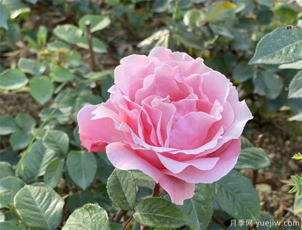 分析中国花卉产业市场方向(图1)