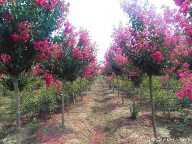 详解紫薇的苗木繁殖与栽培技术(图1)