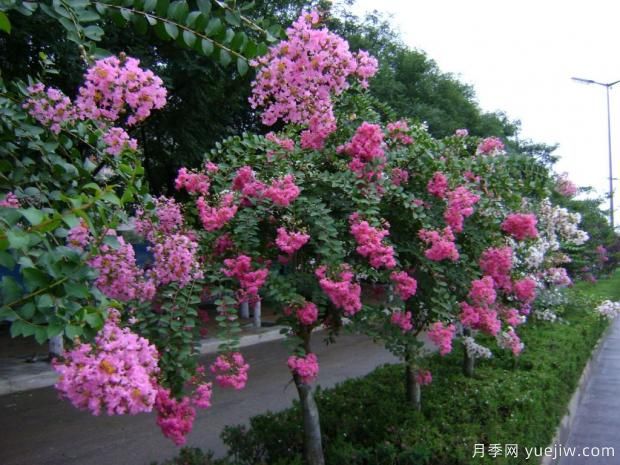 紫薇树什么时候移栽比较好？最佳时间(图1)