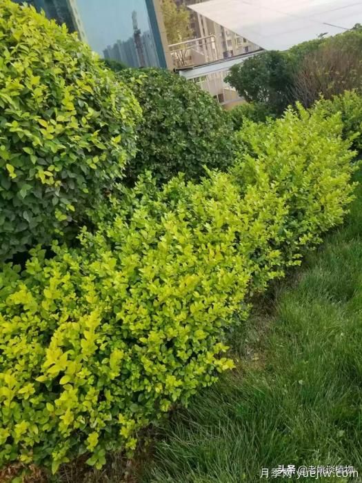 金叶女贞园林用途有哪些？(图2)