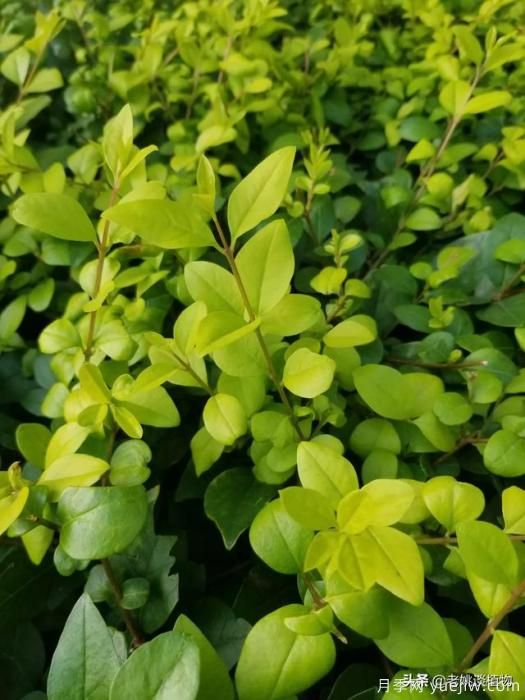 金叶女贞园林用途有哪些？(图1)