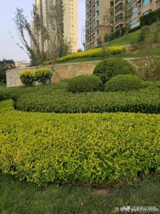 金叶女贞园林用途有哪些？(图4)