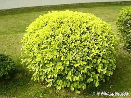 金叶女贞园林用途有哪些？(图5)