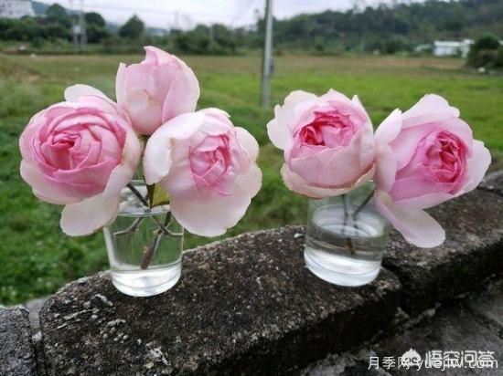 最香的几款月季品种是什么？(图3)