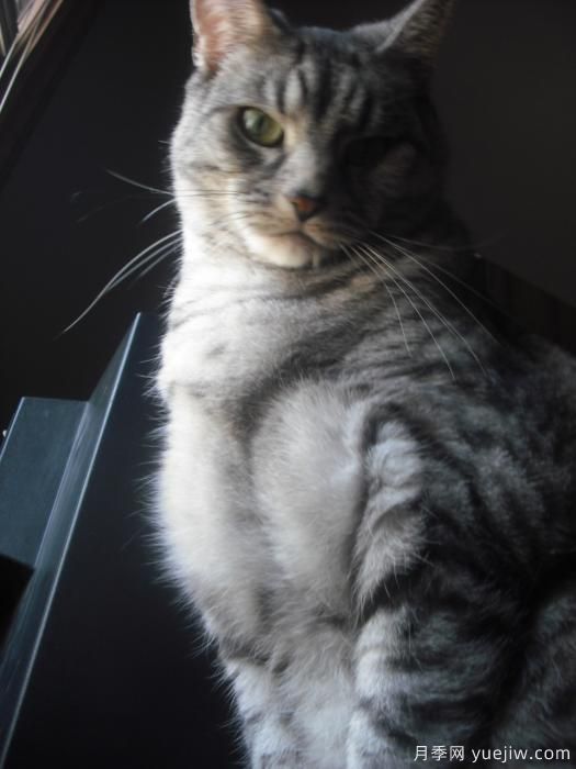 我最喜爱的花――蓝玫瑰作文300字？(图1)