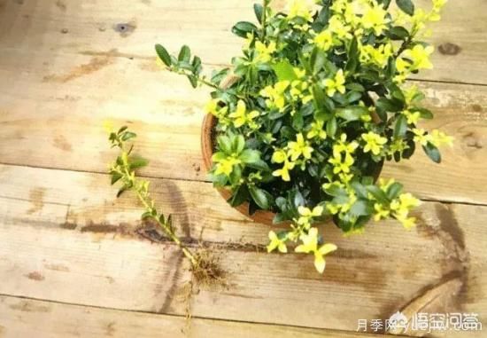 哪些树种可以做街道绿化树种？(图20)