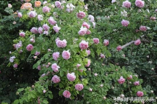 你最喜欢的月季是什么品种？为什么喜欢？(图1)