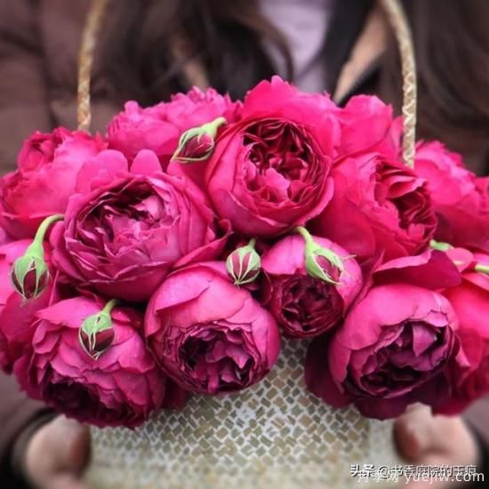 你最喜欢的月季是什么品种？为什么喜欢？(图3)