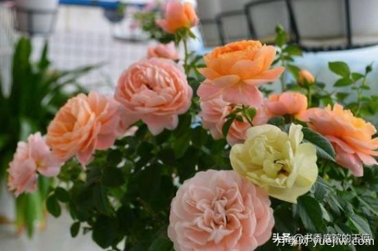 你最喜欢的月季是什么品种？为什么喜欢？(图4)