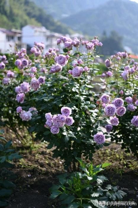 你最喜欢的月季是什么品种？为什么喜欢？(图2)