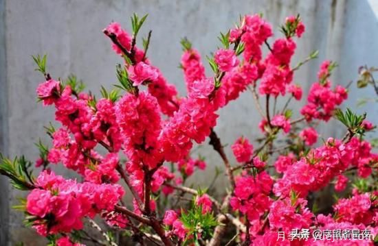 你最喜欢的月季是什么品种？为什么喜欢？(图8)