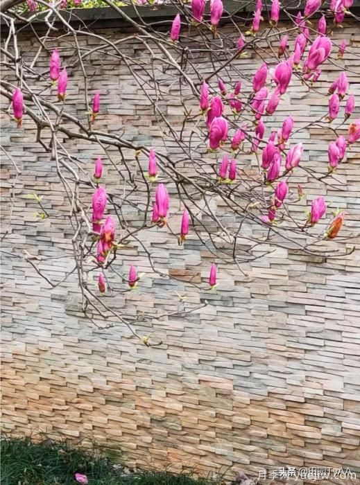 红玉兰与白玉兰如何区分？(图5)