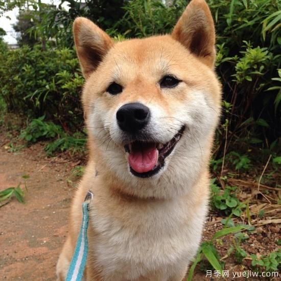 月季花下适合种什么地被植物？(图2)