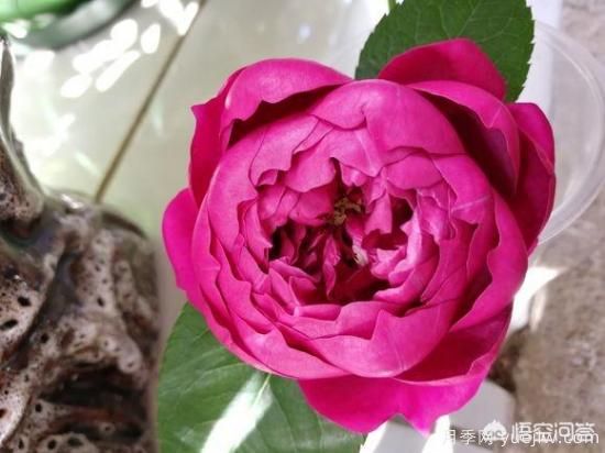 最香的几款月季品种是什么？ 什么品种的月季花(图5)