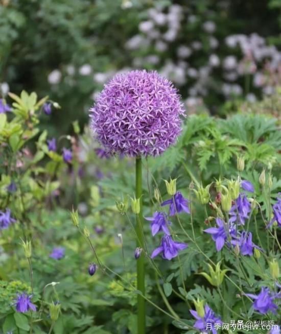 天津市哪卖月季花品种最多？(图1)