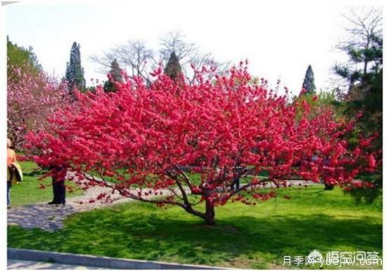 园林适合种植红叶碧桃吗？(图1)