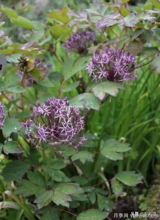 天津市哪卖月季花品种最多？(图4)