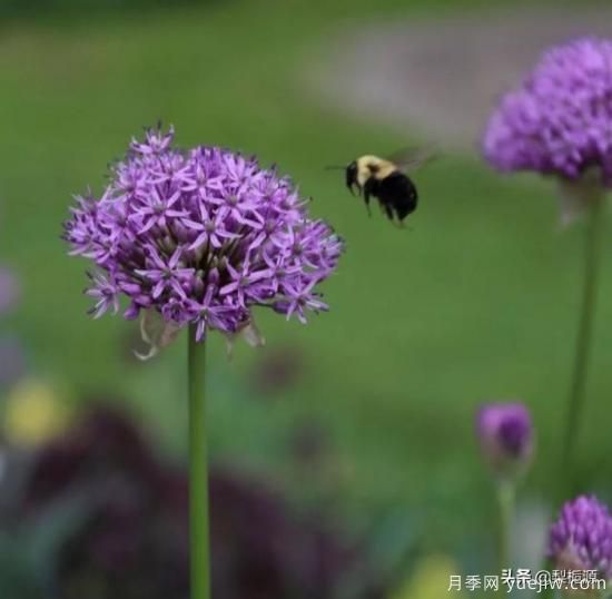 天津市哪卖月季花品种最多？(图2)
