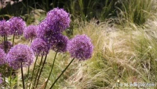 天津市哪卖月季花品种最多？(图3)