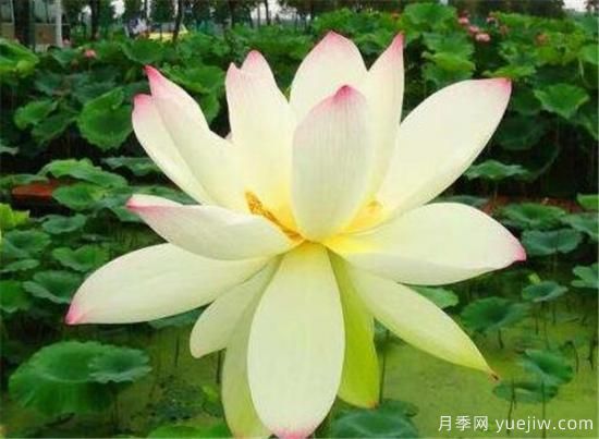 荷花苗的品种有哪些 荷花名称图片大全(图1)