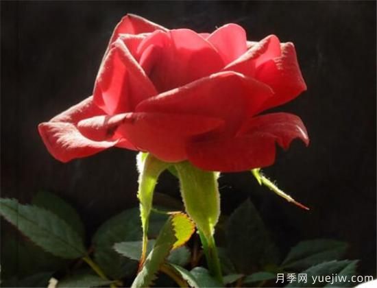 红玫瑰几月份开花 红玫瑰开花图片欣赏(图3)