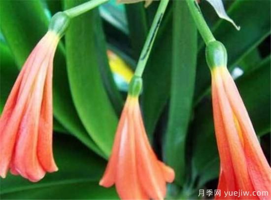 名贵君子兰品种名称图片大全 中国君子兰有哪些种类(图4)