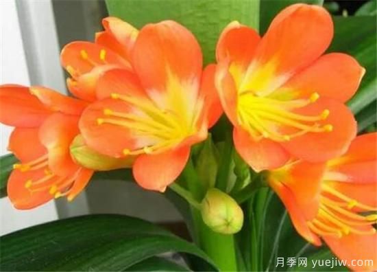 君子兰什么时候开花 君子兰的花语和寓意象征(图3)