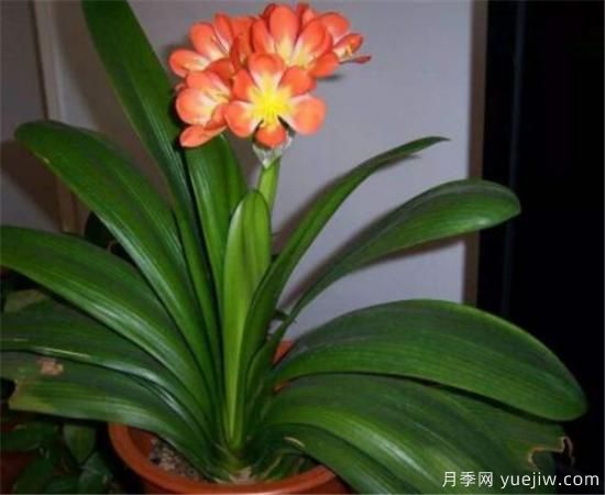 君子兰的养殖方法和注意事项 君子兰怎么养(图2)