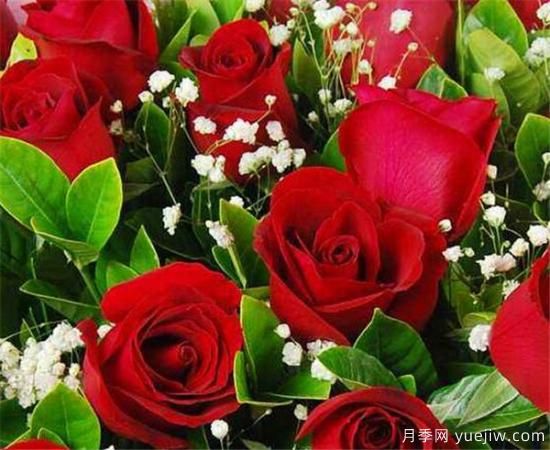白玫瑰和红玫瑰代表什么  二者有什么区别(图3)