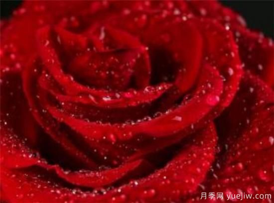 11朵和19朵红玫瑰代表什么 送人红玫瑰有什么说法(图3)