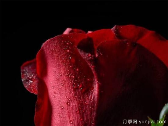 红玫瑰的花语和寓意大全 粉红玫瑰适合送给谁(图3)