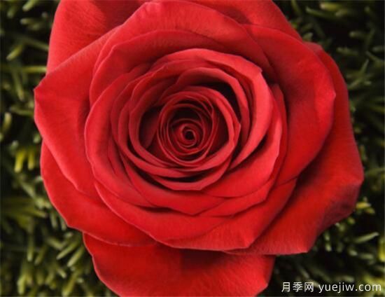 11朵和19朵红玫瑰代表什么 送人红玫瑰有什么说法(图2)