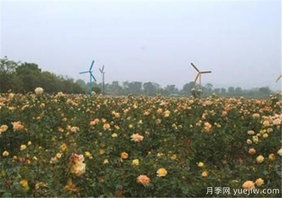 香槟玫瑰几月份开花 香槟玫瑰开花图片资料(图1)