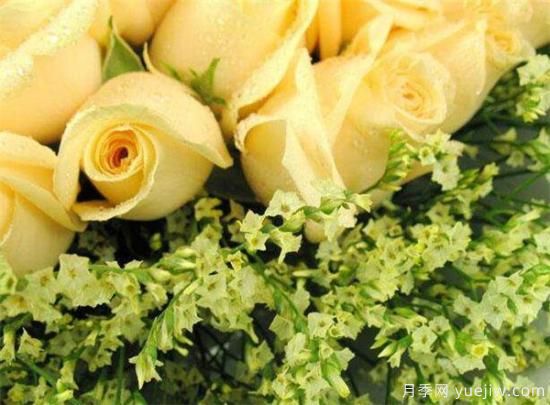 香槟玫瑰几月份开花 香槟玫瑰开花图片资料(图3)