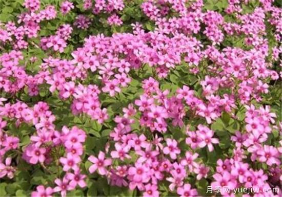 红花酢浆草能吃吗 红花酢浆草的功效和价值有哪些(图2)