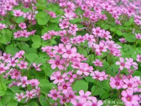 红花酢浆草能吃吗 红花酢浆草的功效和价值有哪些(图3)