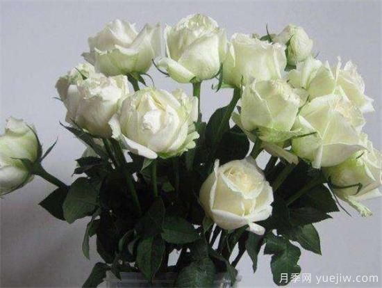 白玫瑰几月份开花 白玫瑰的花语寓意(图3)