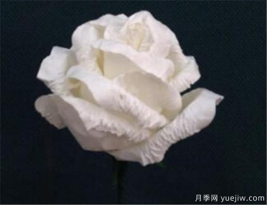 白玫瑰几月份开花 白玫瑰的花语寓意(图2)