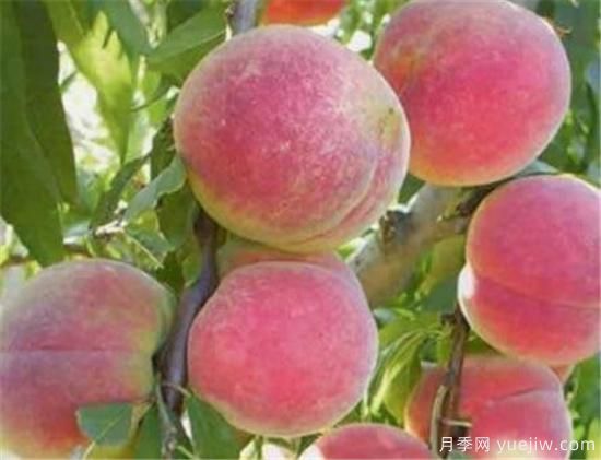 桃树嫁接时间是几月份 桃树嫁接方法有哪些(图3)