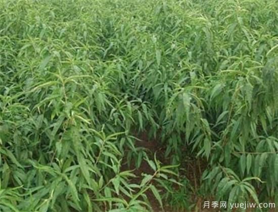 桃树嫁接时间是几月份 桃树嫁接方法有哪些(图2)