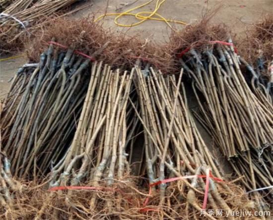 李子树繁殖方法有哪些 李子树种植管理技术(图3)