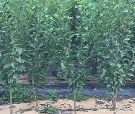 李子树什么时间移栽成活率高 李子树移栽后如何管理(图2)