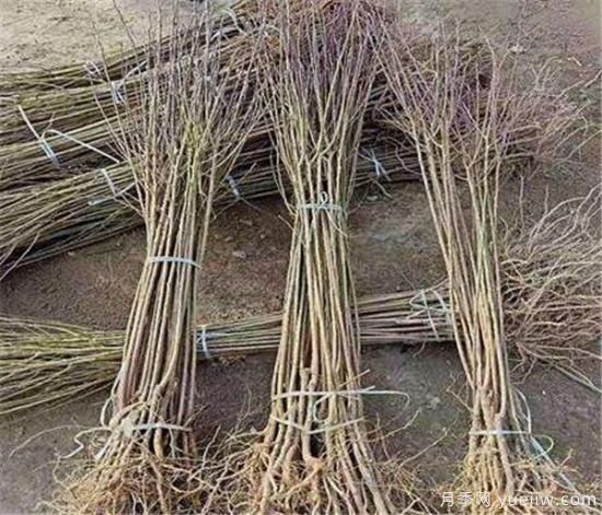 李子树有什么作用 李子功效与价值介绍(图1)