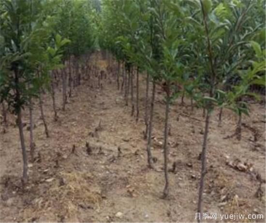 李子树修剪时间几月份合适 李子树修剪方法和要点(图2)