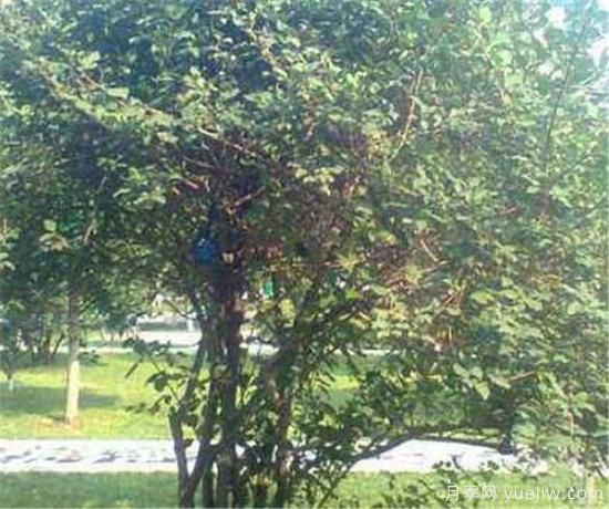 种植连翘前景好不好 连翘种植后收入利润分析(图1)