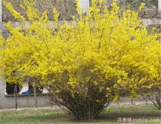 连翘树有什么价值 连翘的功效和作用介绍(图3)