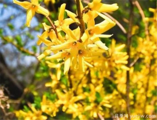 连翘树有什么价值 连翘的功效和作用介绍(图2)