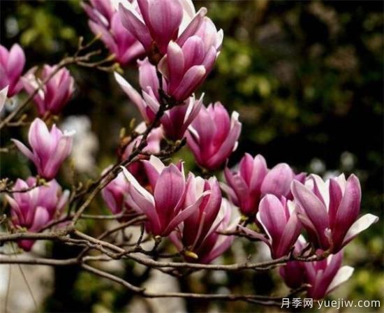 紫玉兰小苗多少钱一棵？南阳2、3、4公分紫玉兰价格表(图1)